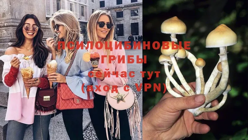 Галлюциногенные грибы Cubensis  Урюпинск 